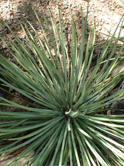 Das Bild zeigt eine Hesperoyucca whipplei, auch bekannt als Chaparral-Yucca oder Our Lord's Candle. Die Pflanze hat lange, schmale, schwertförmige Blätter, die in einer dichten, rosettenförmigen Anordnung aus dem Zentrum heraus wachsen. Die Blätter sind graugrün bis blaugrün gefärbt und haben eine steife, ledrige Textur mit scharfen Spitzen. Die Pflanze wächst in einem felsigen und trockenen Gelände, das typisch für ihren natürlichen Lebensraum ist. Im Hintergrund sind einige größere Steine und ein Boden aus kleinen Kieselsteinen und Sand zu sehen.