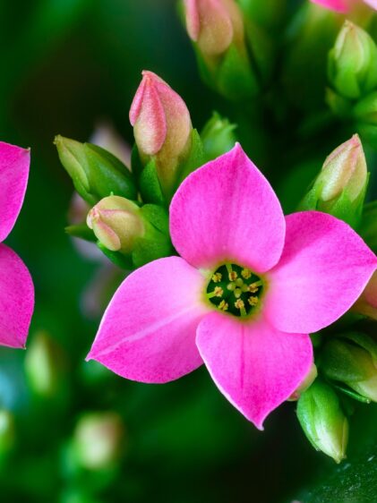 Das Bild zeigt eine Nahaufnahme von blühenden Kalanchoe blossfeldiana-Pflanzen. Die Blüten haben leuchtend rosa Blütenblätter und gelbe Staubgefäße im Zentrum. Um die offenen Blüten herum befinden sich zahlreiche geschlossene Knospen, die in einem zarten Rosa- und Grünton gefärbt sind. Die grünen Blätter der Pflanze sind dick und glänzend, typisch für diese Sukkulentenart. Der Hintergrund ist unscharf.
