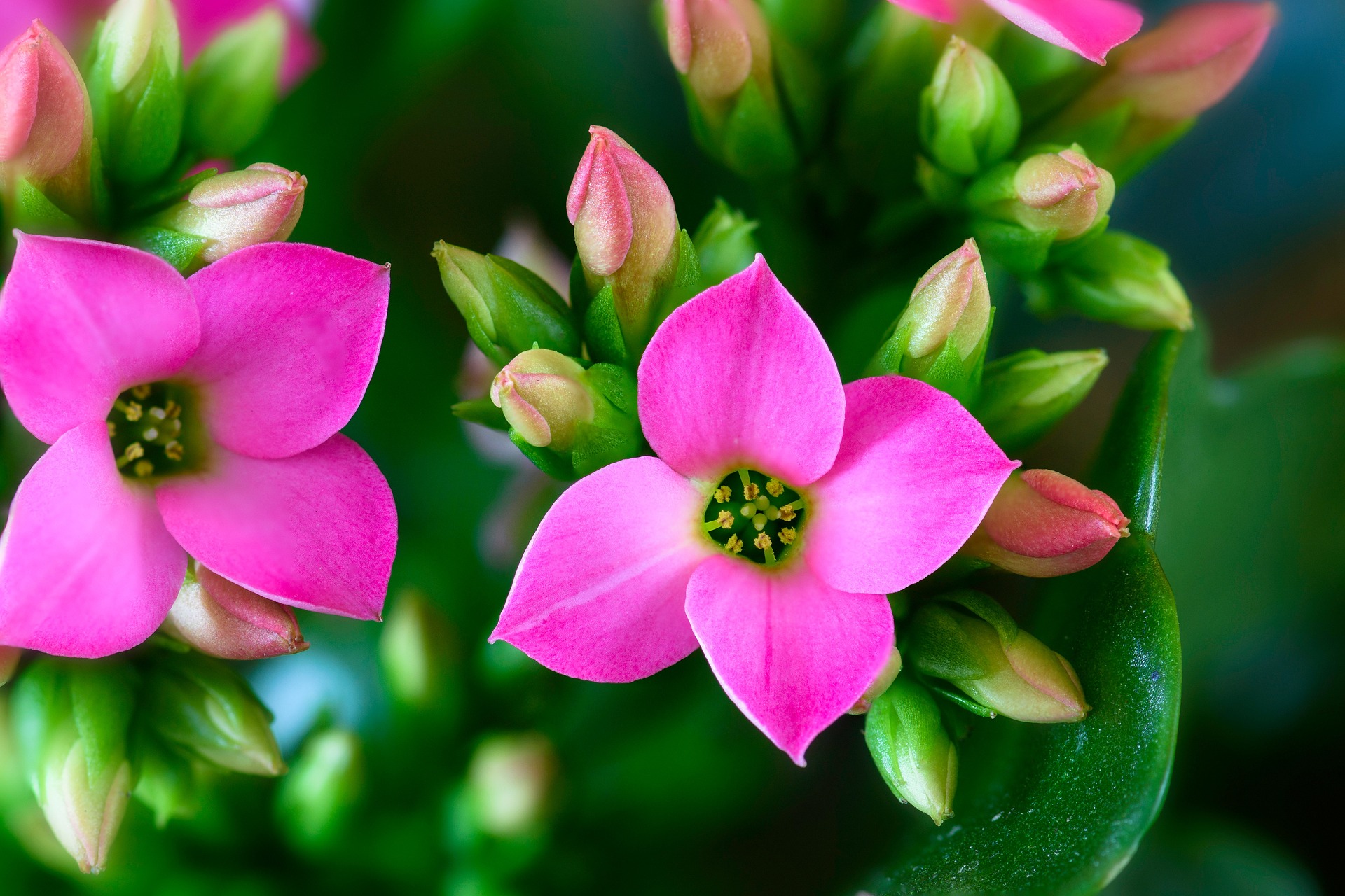 Das Bild zeigt eine Nahaufnahme von blühenden Kalanchoe blossfeldiana-Pflanzen. Die Blüten haben leuchtend rosa Blütenblätter und gelbe Staubgefäße im Zentrum. Um die offenen Blüten herum befinden sich zahlreiche geschlossene Knospen, die in einem zarten Rosa- und Grünton gefärbt sind. Die grünen Blätter der Pflanze sind dick und glänzend, typisch für diese Sukkulentenart. Der Hintergrund ist unscharf.