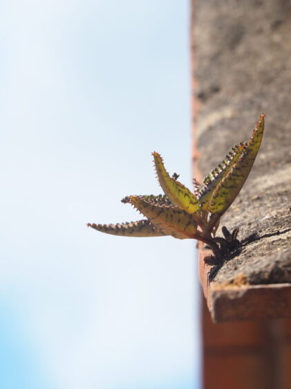 Eine kleine Kalanchoe-Pflanze mit gezackten, bräunlich-grünen Blättern wächst aus einem schmalen Spalt auf einer verwitterten Betonkante, vor hellem Himmel im Hintergrund.