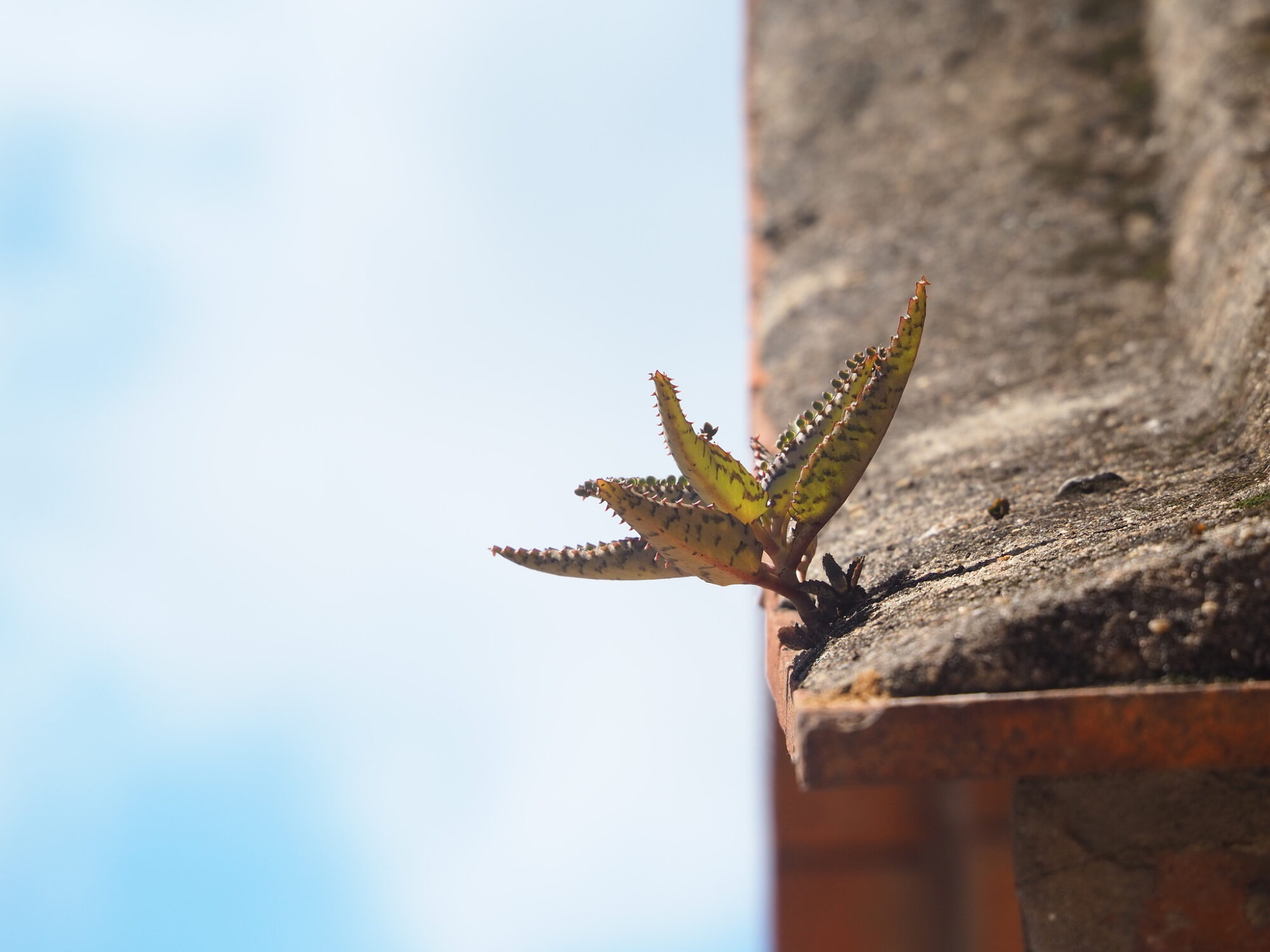 Kalanchoe daigremontiana Eine kleine Kalanchoe-Pflanze mit gezackten, bräunlich-grünen Blättern wächst aus einem schmalen Spalt auf einer verwitterten Betonkante, vor hellem Himmel im Hintergrund.