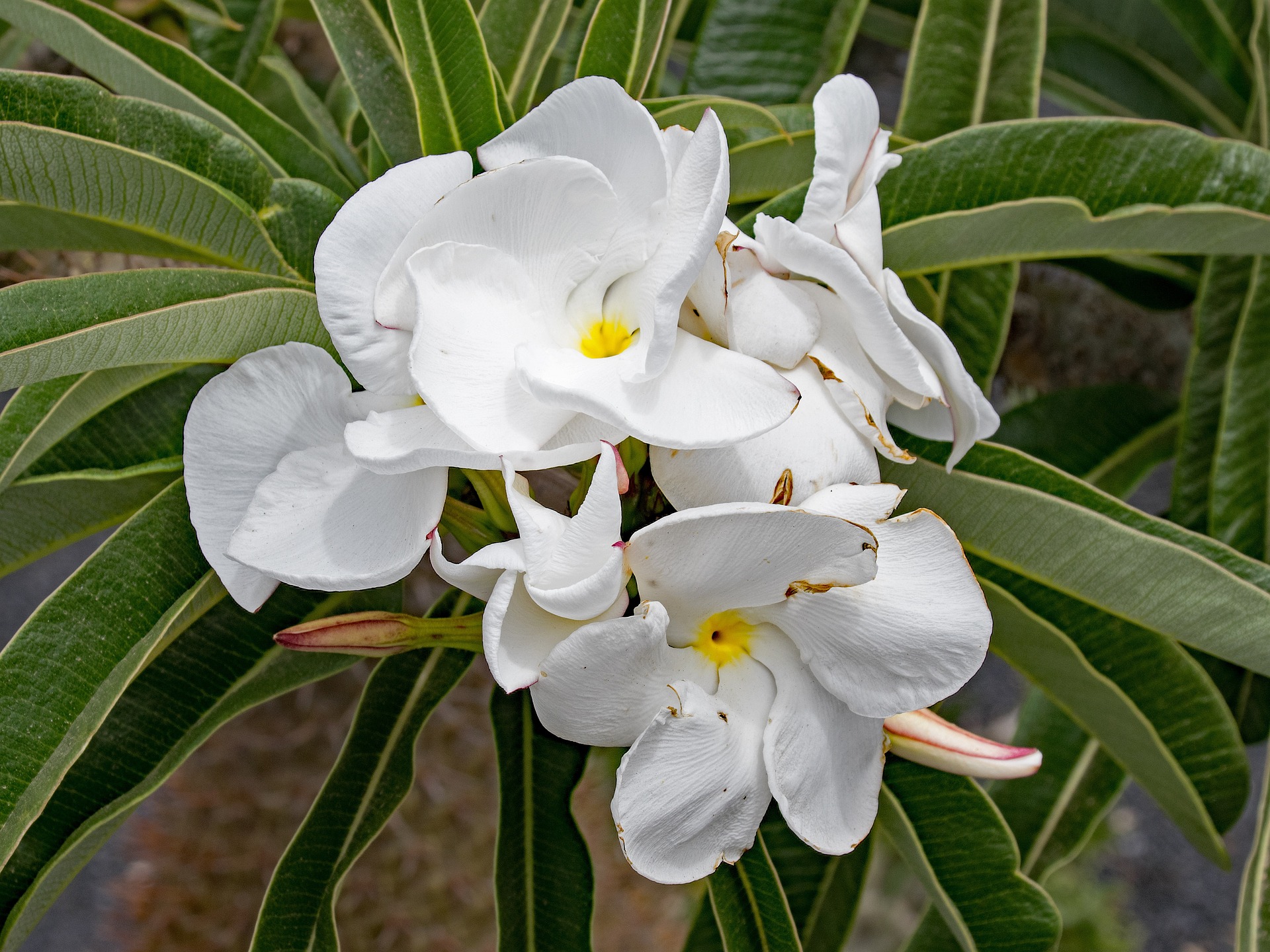 Nahaufnahme einer blühenden Pachypodium mit großen, weißen Blüten und gelben Zentren. Die Blütenblätter sind weich und leicht gewellt. Um die Blüten herum sind lange, schmale, dunkelgrüne Blätter mit deutlichen Blattadern zu sehen.