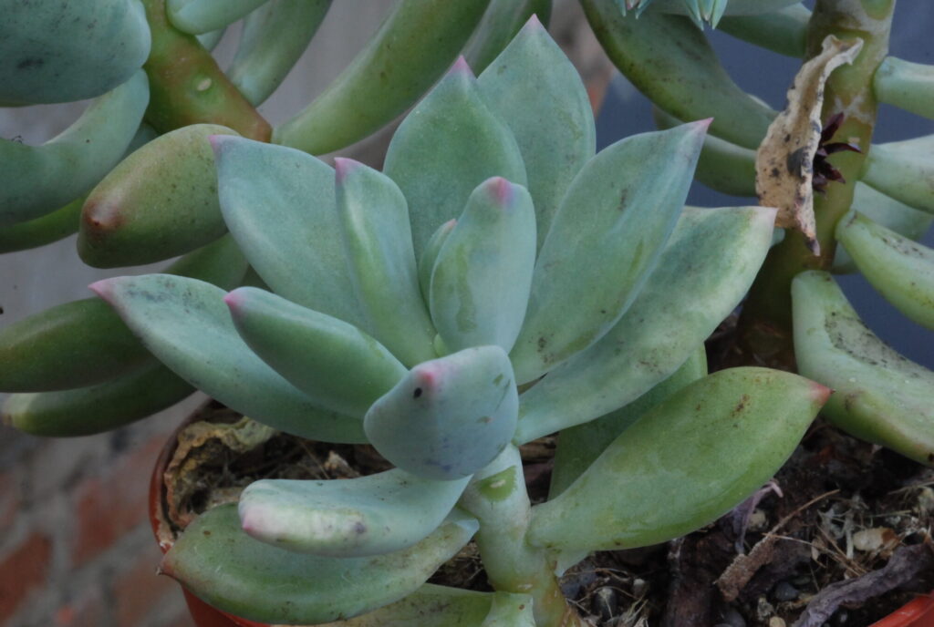 Das Bild zeigt eine Pachyveria clavifolia, eine Hybride aus der Gattung Pachyphytum und Echeveria. Diese Sukkulente hat dicke, fleischige Blätter, die in einer kompakten Rosettenform wachsen. Die Blätter sind blau-grün und haben an den Spitzen einen Hauch von Rosa, was ihnen ein attraktives Aussehen verleiht. Einige Blätter zeigen leichte Anzeichen von Flecken oder Verfärbungen. Die Pflanze wächst in einem Topf, und der Boden ist mit organischem Material und einigen vertrockneten Blättern bedeckt. Im Hintergrund sind weitere Teile der Pflanze und möglicherweise andere Sukkulenten zu sehen.