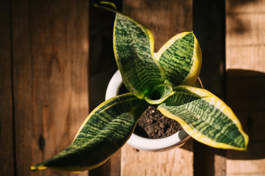 Blattsteckling Das Bild zeigt eine Sansevieria trifasciata Pflanze mit ihren charakteristischen aufrecht wachsenden, schwertförmigen Blätter mit hell- und dunkelgrünen Querstreifen. Die Blätter haben eine wachsartige Textur und sind an den Rändern oft gelblich gefärbt.