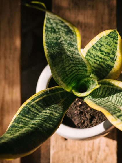 Das Bild zeigt eine Sansevieria trifasciata Pflanze mit ihren charakteristischen aufrecht wachsenden, schwertförmigen Blätter mit hell- und dunkelgrünen Querstreifen. Die Blätter haben eine wachsartige Textur und sind an den Rändern oft gelblich gefärbt.