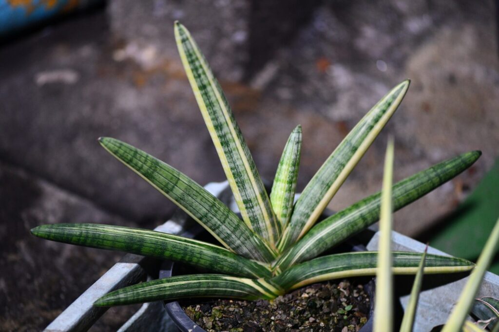 Das Bild zeigt eine Sansevieria cylindrica, auch bekannt als zylindrische Schlangenpflanze, in einem Topf. Die Pflanze hat lange, schmale, zylindrische Blätter, die strahlenförmig aus der Basis wachsen. Die Blätter sind grün mit helleren, gelblichen Rändern und haben eine leicht gestreifte Musterung. Der Topf steht auf einer Betonfläche, und der Hintergrund ist unscharf.