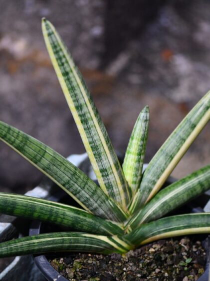 Das Bild zeigt eine Sansevieria cylindrica, auch bekannt als zylindrische Schlangenpflanze, in einem Topf. Die Pflanze hat lange, schmale, zylindrische Blätter, die strahlenförmig aus der Basis wachsen. Die Blätter sind grün mit helleren, gelblichen Rändern und haben eine leicht gestreifte Musterung. Der Topf steht auf einer Betonfläche, und der Hintergrund ist unscharf.