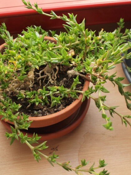 Das Bild zeigt eine Sceletium tortuosum in einem Terrakotta-Topf. Diese Pflanze hat dünne, verzweigte Stängel mit kleinen, fleischigen Blättern, die spitz zulaufen. Die Blätter sind hellgrün und in dichten Clustern angeordnet. Im unteren rechten Bereich des Bildes ist eine kleine weiße Blüte zu sehen, die aus einem der Stängel hervorgeht. Diese Blüte hat zahlreiche, schmale Blütenblätter, die strahlenförmig angeordnet sind. Der Topf steht auf einer Holzoberfläche, und im Hintergrund sind weitere Pflanzen in Töpfen zu sehen.
