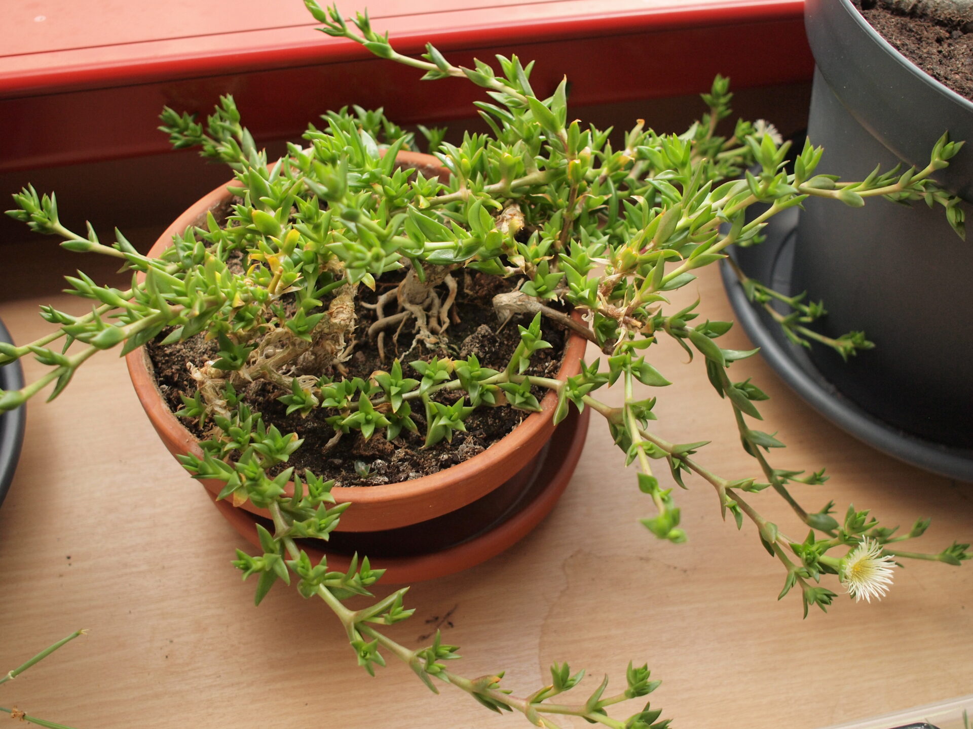 Sceletium tortuosum
