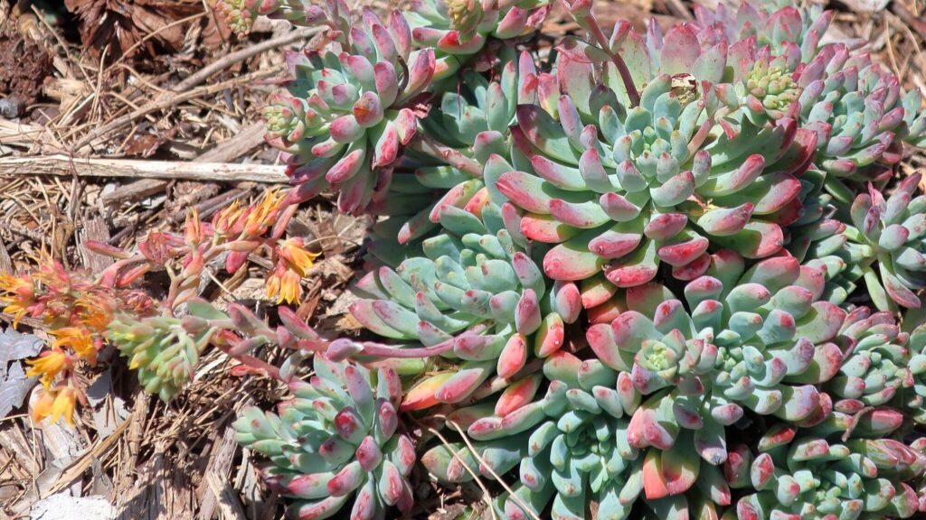 Das Bild zeigt eine Ansammlung von Sedeveria 'Blue Elf' Sukkulenten. Diese Pflanzen haben dicke, fleischige Blätter, die in dichten Rosetten angeordnet sind. Die Blätter sind überwiegend blau-grün mit rosa bis roten Spitzen, was ihnen ein attraktives, buntes Aussehen verleiht. Einige der Pflanzen tragen leuchtend gelbe Blüten, die aus langen Stängeln herausragen. Die Blüten haben mehrere Blütenblätter und verleihen der Pflanze einen zusätzlichen Farbakzent. Der Boden ist bedeckt mit trockenem Laub und Zweigen