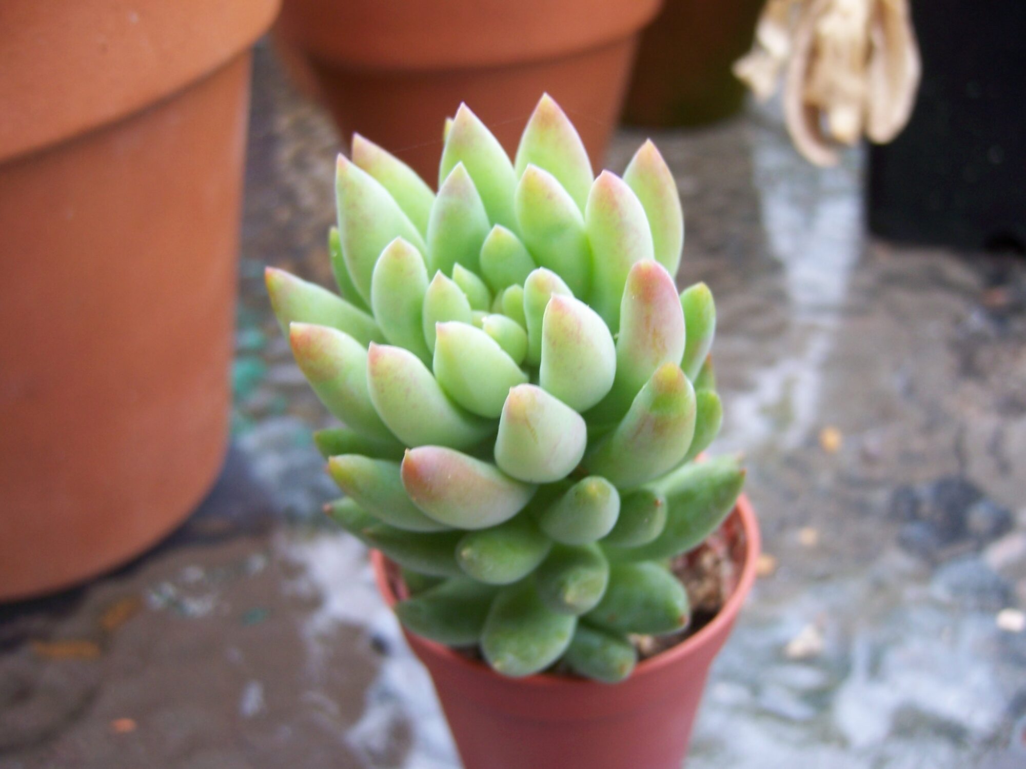 Das Bild zeigt eine Sedeveria 'Harry Butterfield', auch bekannt als 'Super Donkey Tail'. Diese Sukkulente hat dicht gepackte, fleischige Blätter, die grün sind und an den Spitzen leicht rötlich. Die Pflanze befindet sich in einem kleinen braunen Topf, und im Hintergrund sind weitere Töpfe sowie eine Glasoberfläche zu sehen.