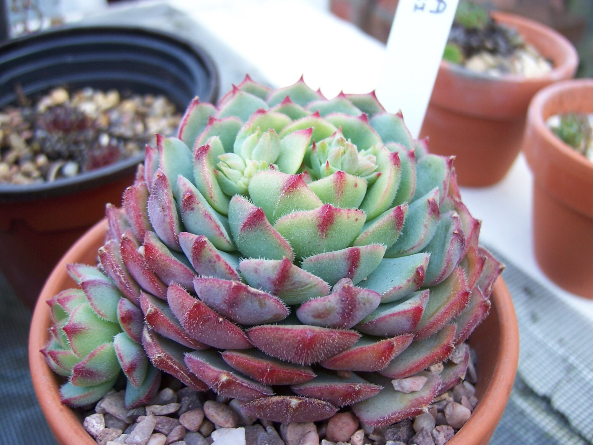 Das Bild zeigt eine Sedeveria 'Hummellii', eine Sukkulente mit dichten Rosetten und grünlichen Blättern, die an den Spitzen rötlich gefärbt sind. Die Pflanze befindet sich in einem Terrakotta-Topf, umgeben von kleinen Steinen. Im Hintergrund sind weitere Töpfe mit Pflanzen zu sehen.