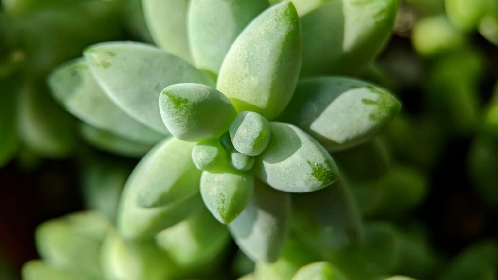 Nahaufnahme einer Sedum morganianum Pflanze. Das Bild zeigt die Spitze eines der langen, hängenden Stängel, die mit dicht gepackten, fleischigen, bläulich-grünen Blättern bedeckt sind.