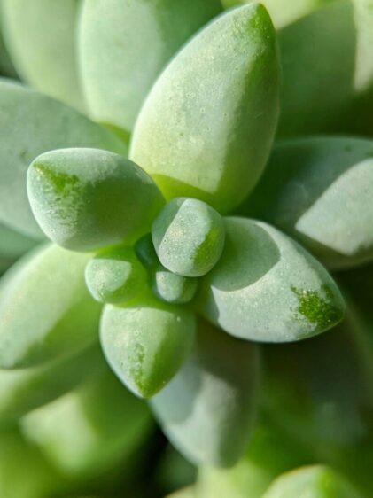 Nahaufnahme einer Sedum morganianum Pflanze. Das Bild zeigt die Spitze eines der langen, hängenden Stängel, die mit dicht gepackten, fleischigen, bläulich-grünen Blättern bedeckt sind.