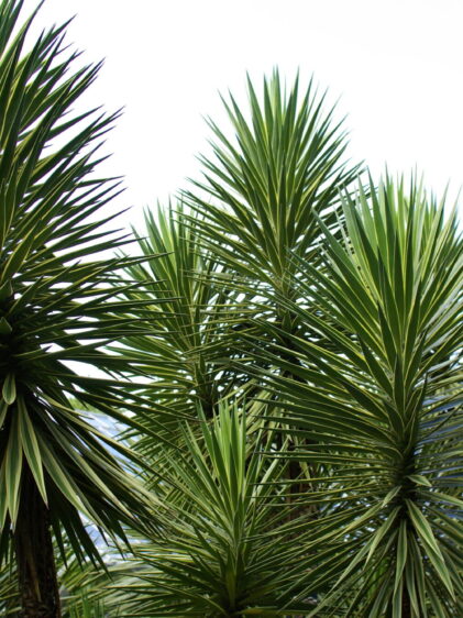 Das Bild zeigt eine Gruppe von Pflanzen der Art Yucca aloifolia. Sie haben lange, schmale, schwertartige Blätter, die in dichten, rosettenförmigen Büscheln wachsen. Die Blätter sind dunkelgrün mit helleren, gelblichen Rändern und haben eine steife, stachelige Textur. Die Pflanzen wachsen aufrecht und bilden auffällige, symmetrische Kronen, die sich in alle Richtungen ausbreiten. Der Hintergrund des Bildes ist ein klarer Himmel.