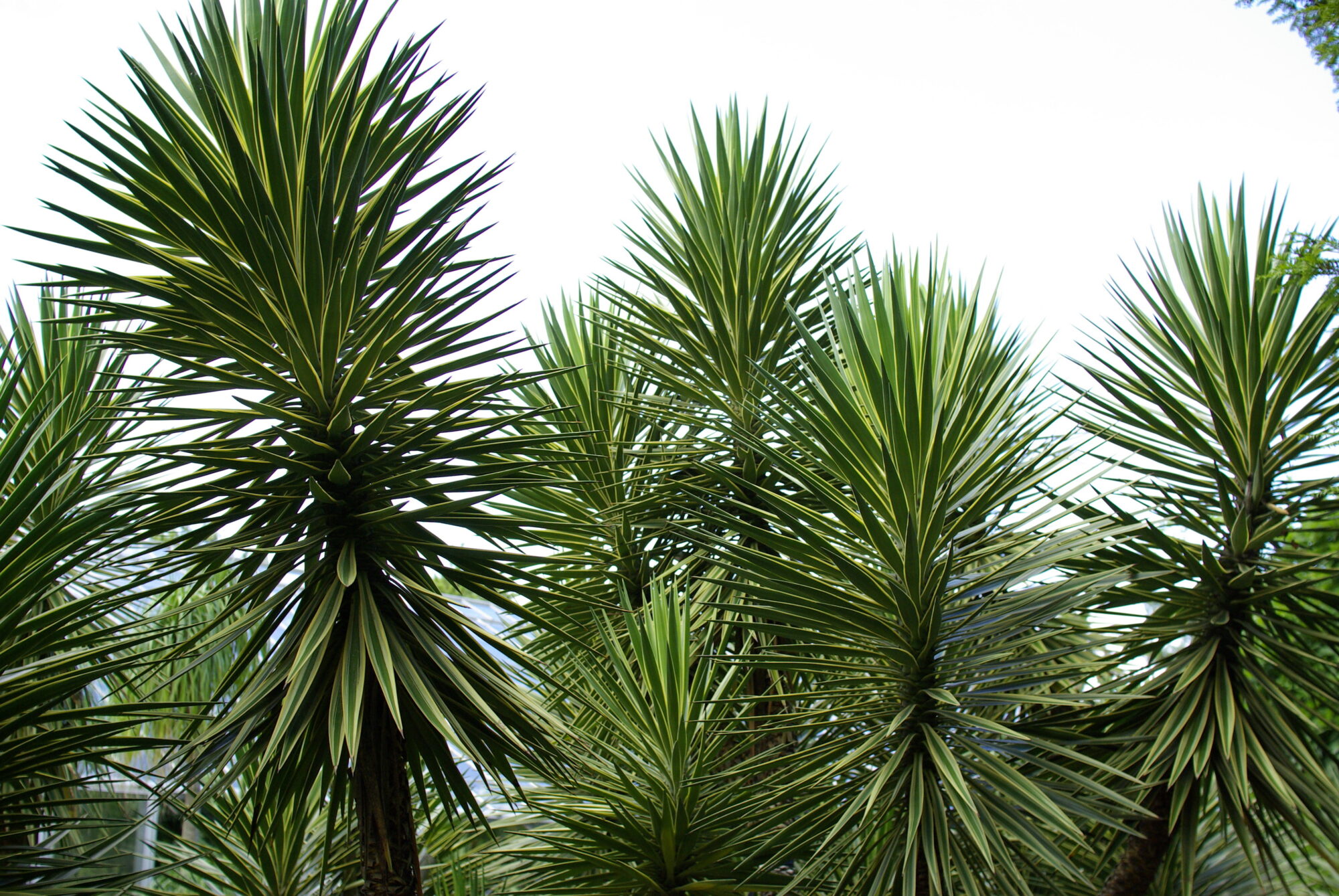 Das Bild zeigt eine Gruppe von Pflanzen der Art Yucca aloifolia. Sie haben lange, schmale, schwertartige Blätter, die in dichten, rosettenförmigen Büscheln wachsen. Die Blätter sind dunkelgrün mit helleren, gelblichen Rändern und haben eine steife, stachelige Textur. Die Pflanzen wachsen aufrecht und bilden auffällige, symmetrische Kronen, die sich in alle Richtungen ausbreiten. Der Hintergrund des Bildes ist ein klarer Himmel.