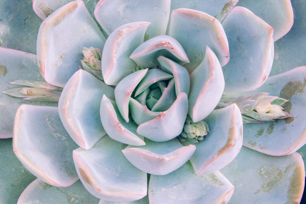 Das Bild zeigt eine Nahaufnahme einer Echeveria. Diese Sukkulente zeichnet sich durch ihre dichte Rosettenform und ihre dicken, fleischigen Blätter aus. Die Blätter sind hellblau bis bläulich-grün gefärbt und haben eine zarte, fast pudrige Oberfläche. An den Rändern der Blätter ist eine leicht rosa bis pinke Färbung zu erkennen. In der Mitte der Rosette sind neue, kleinere Blätter zu sehen. Die äußeren Blätter haben an einigen Stellen leichte Abnutzungsspuren.