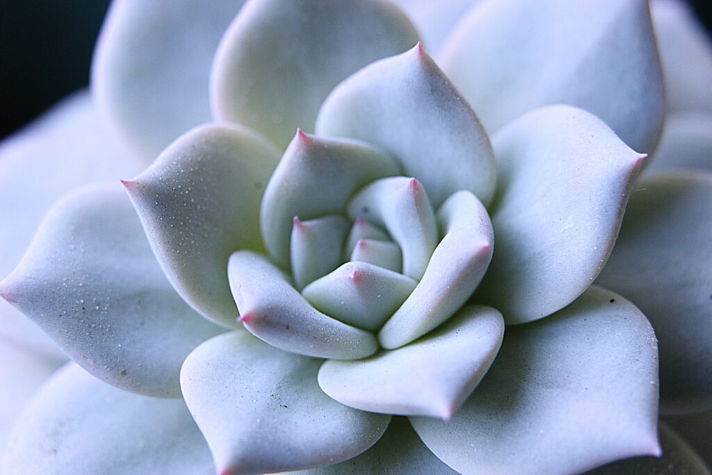 Rosette Das Bild zeigt eine Nahaufnahme einer Echeveria-Pflanze. Die Blätter dieser Sukkulente sind in einer dichten, symmetrischen Rosette angeordnet. Sie sind hellblau bis bläulich-weiß gefärbt und haben eine leicht pudrige Textur. An den Spitzen der Blätter ist eine zarte rosa Färbung erkennbar. Der Hintergrund ist dunkel gehalten.