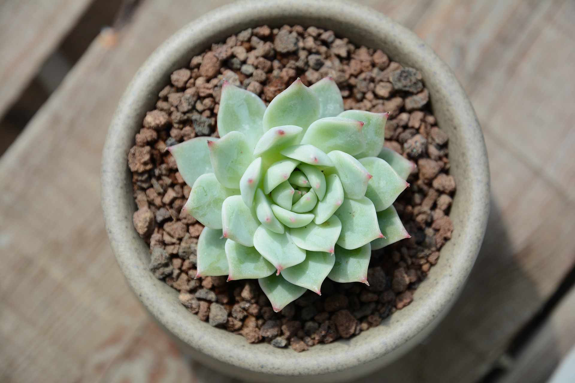 Das Bild zeigt eine Nahaufnahme einer Echeveria, die für ihre rosettenförmige Anordnung von dicken, fleischigen Blättern bekannt ist. Die Echeveria befindet sich in einem grauen, runden Blumentopf, der mit grobkörnigem Substrat gefüllt ist, das speziell für Sukkulenten geeignet ist, um eine gute Drainage zu gewährleisten. Die Blätter der Echeveria sind hellgrün und haben an den Spitzen eine leicht rosafarbene Tönung. Der Hintergrund des Bildes zeigt eine hölzerne Oberfläche.