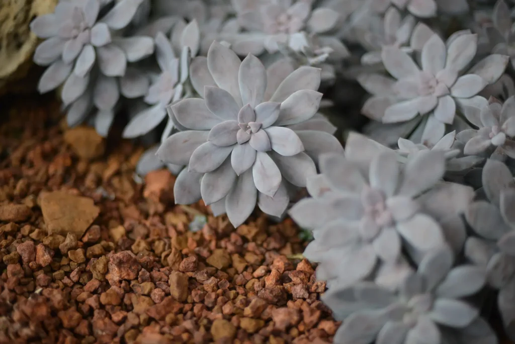 Das Bild zeigt eine Gruppe von Graptopetalum paraguayense. Die Sukkulenten haben dicke, fleischige Blätter, die eine blassgraue bis leicht violette Farbe haben. Die Blätter sind rosettenförmig angeordnet und sehen aus, als wären sie mit einer wachsartigen Schicht überzogen. Die Pflanzen wachsen in einer Umgebung mit kleinen, braunen Steinen, die als Substrat dienen.