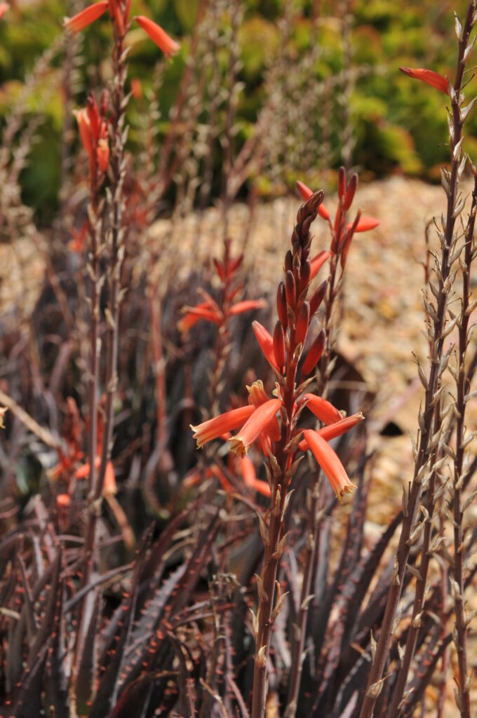 Xeriscaping Das Bild zeigt eine Gruppe von Blütenständen einer Aloe-Pflanze, wahrscheinlich der Art Aloe maculata oder einer ähnlichen Aloe-Art. Die Blütenstände sind hoch und schlank, mit zahlreichen leuchtend orange-roten, röhrenförmigen Blüten, die entlang der Stiele angeordnet sind. Diese Blüten haben eine charakteristische Form mit nach unten zeigenden Blütenblättern und hervortretenden Staubgefäßen. Die Blätter der Aloe-Pflanze sind dunkelgrün bis bräunlich und haben eine ledrige Textur mit gezackten Rändern. Sie wachsen in dichten Rosetten und sind am unteren Bildrand sichtbar. Die Umgebung der Pflanze ist trocken und kiesig, was typisch für den natürlichen Lebensraum dieser Art ist. Im Hintergrund sind weitere Aloe-Pflanzen und eine natürliche Landschaft zu sehen, die eine wüstenartige oder trockene Umgebung andeutet.