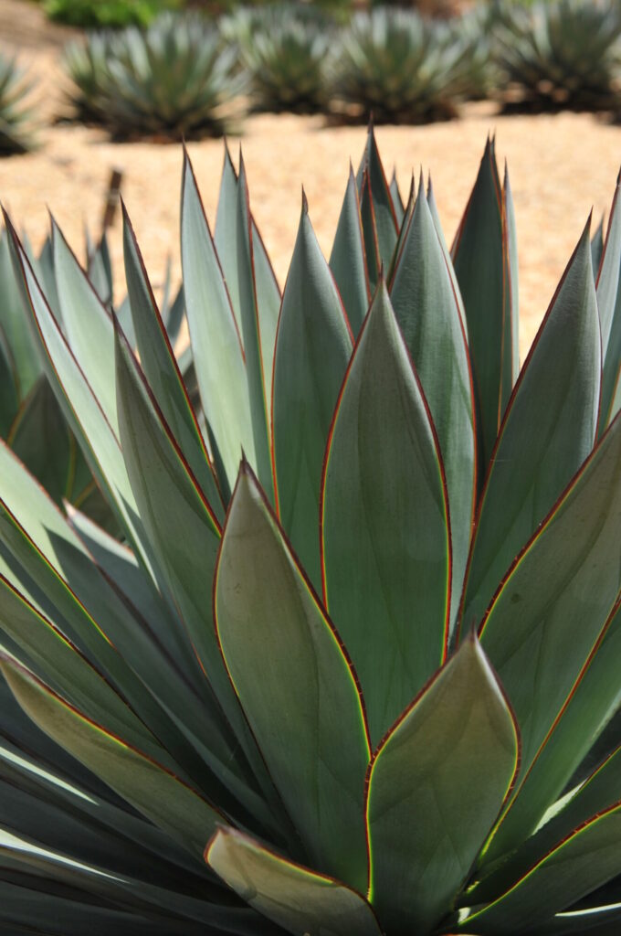 Xeriscaping Das Bild zeigt eine Nahaufnahme einer Agave-Pflanze, wahrscheinlich der Art Agave parryi oder eine ähnliche Art. Die Pflanze hat dicke, fleischige Blätter, die in einer dichten Rosette angeordnet sind. Die Blätter sind blaugrün und haben eine glatte, wachsartige Oberfläche mit scharfen Spitzen. Entlang der Ränder der Blätter sind rote bis braune Farbakzente zu sehen. Der Hintergrund des Bildes zeigt mehrere weitere Agavenpflanzen, die in einem sandigen, trockenen Boden wachsen, was typisch für die natürliche Umgebung dieser Pflanzen ist. Die Anordnung der Pflanzen deutet auf eine xeriscape Landschaftsgestaltung.