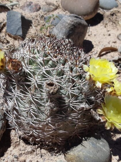 Ein kleiner, kugelförmiger Kaktus mit stacheligen Dornen wächst in einer sandigen, steinigen Umgebung. An mehreren Stellen des Kaktus blühen leuchtend gelbe Blüten. Rundherum sind verschieden große Steine und trockener Sand zu sehen.