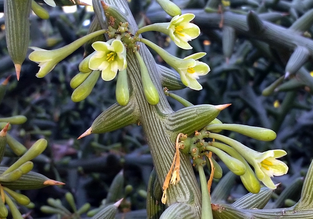 Das Bild zeigt die Pflanze Adenia globosa, die zur Familie der Passionsblumengewächse (Passifloraceae) gehört. Die Pflanze hat charakteristische grüne, dornige Stängel mit auffälligen weißen bis hellgelben Blüten. Die Blüten haben fünf Blütenblätter und zeigen prominente Staubblätter. Sie wachsen entlang der Stängel, die auch kleine, längliche, grüne Früchte oder Knospen tragen. Die Pflanze hat eine sukkulente Erscheinung mit dicken, saftigen Stängeln