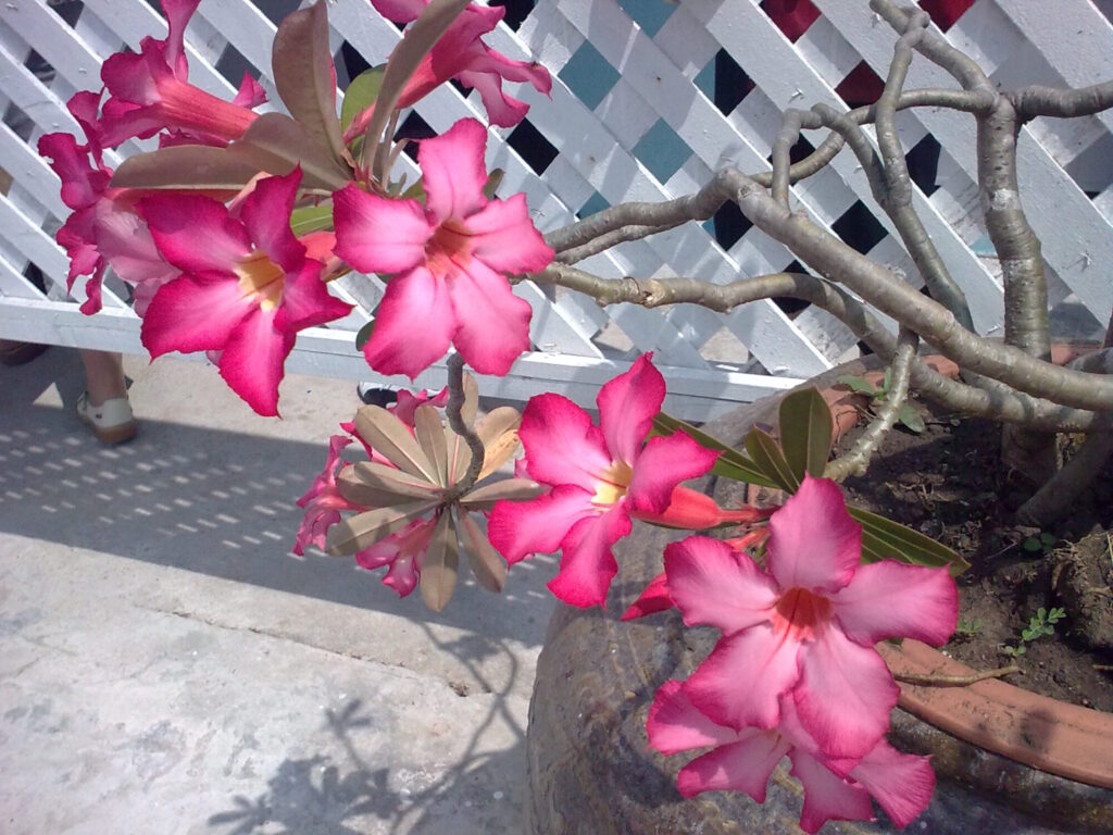 Adenium obesum Das Bild zeigt eine blühende Adenium obesum (Wüstenrose) in einem großen Pflanzgefäß. Die Pflanze hat mehrere große, rosafarbene Blüten mit einem dunkleren rosa Rand, die von grünen Blättern begleitet werden. Der Hintergrund besteht aus einem weißen, durchbrochenen Zaun, der einen Schatten auf den Boden wirft. Im unteren linken Bereich des Bildes ist ein Teil eines Fußes in einem weißen Schuh zu sehen, was darauf hinweist, dass sich die Pflanze in einer bewohnten oder besuchten Umgebung befindet. Die Äste der Pflanze sind dick und verzweigt, typisch für die Wüstenrose.