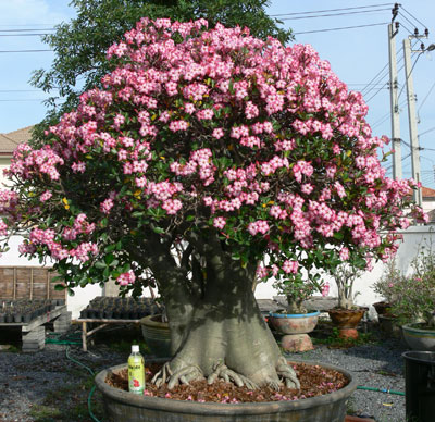 Adenium obesum Das Bild zeigt eine eindrucksvolle Adenium obesum (Wüstenrose) in voller Blüte, die in einem großen Topf kultiviert wird. Der Baum hat einen massiven, verdickten Stamm und eine dichte Krone, die mit unzähligen rosa Blüten bedeckt ist. Die Blüten sind intensiv rosa und bilden einen wunderschönen Kontrast zu den dunkelgrünen Blättern. Im Vordergrund ist eine Flasche zur Größenreferenz aufgestellt, die die beeindruckende Größe der Pflanze verdeutlicht. Der Hintergrund zeigt eine urbane Umgebung mit Stromleitungen, Gebäuden und anderen Pflanzen in Töpfen