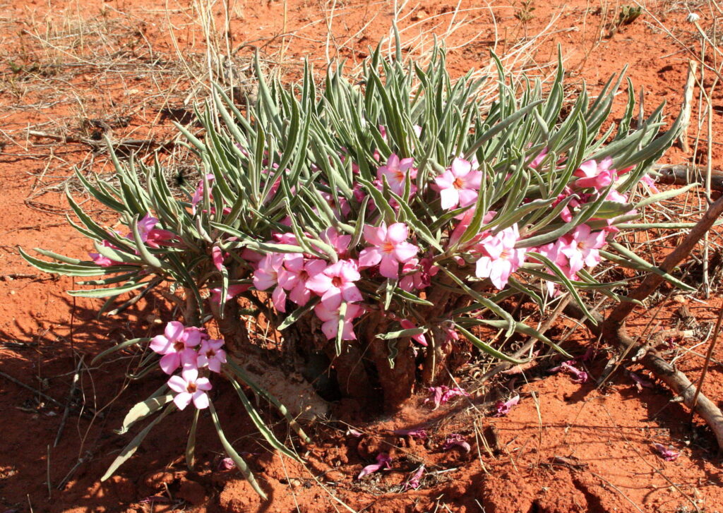 Das Bild zeigt erneut die Pflanze Adenium oleifolium in einer Wüstenlandschaft mit rotem Sandboden. Die Pflanze hat zahlreiche blassrosa Blüten mit einer trompetenartigen Form, die sich dicht an den langen, schmalen, graugrünen Blättern sammeln. Die Umgebung ist trocken, mit wenigen Grasbüscheln und abgestorbenen Pflanzenteilen.