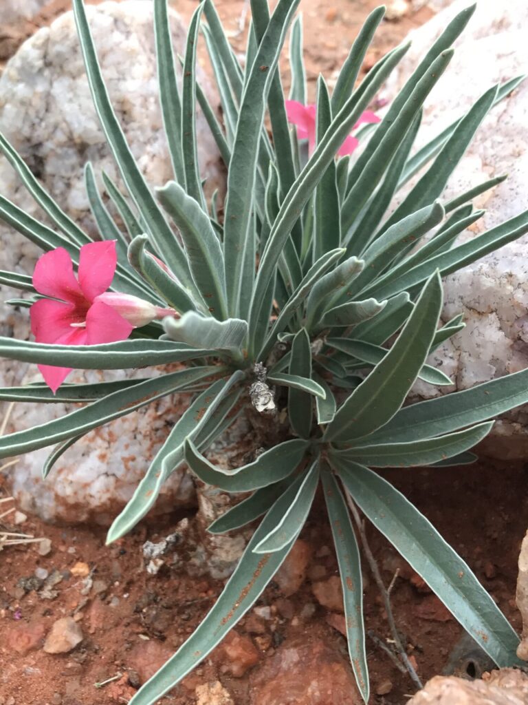 Das Bild zeigt eine Nahaufnahme der Pflanze Adenium oleifolium, die in einer steinigen, trockenen Umgebung wächst. Die Pflanze hat markante graugrüne, längliche Blätter, die in Rosettenform angeordnet sind. Einige leuchtend rosa Blüten sind ebenfalls sichtbar, was typisch für diese Art ist. Die Umgebung besteht aus rotem Sand und größeren, hellen Steinen