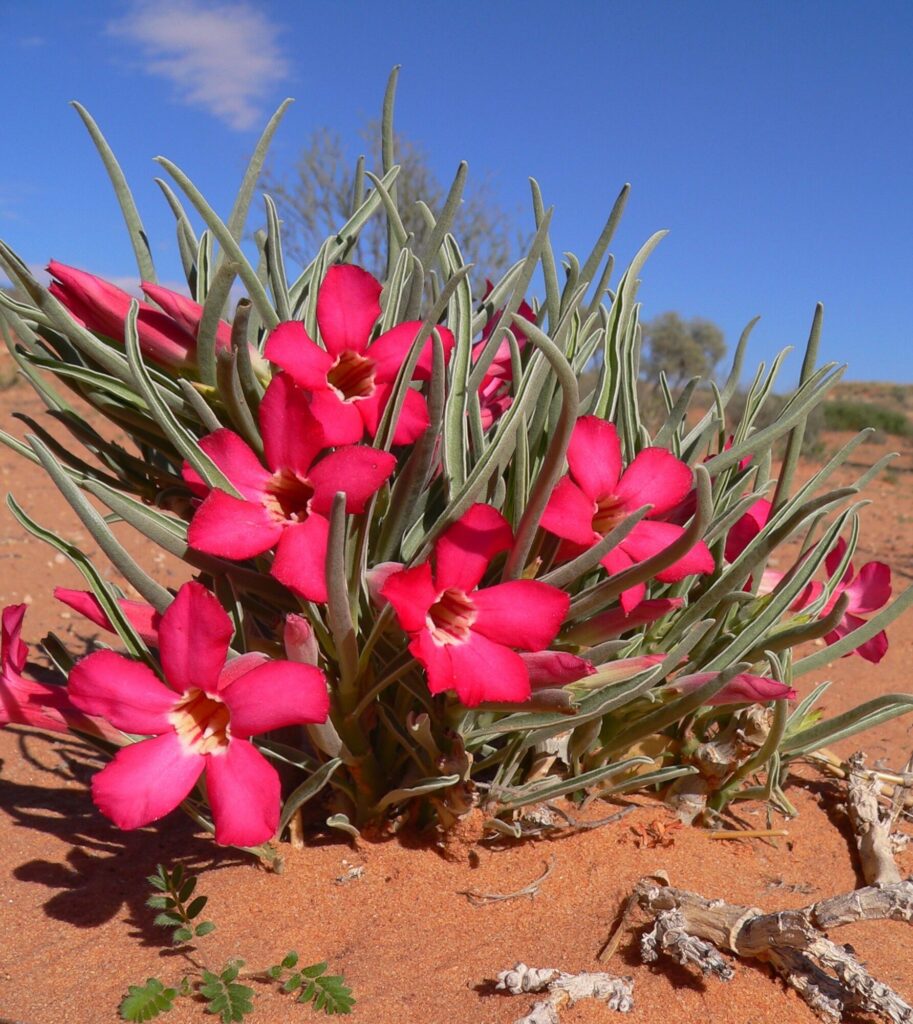 Das Bild zeigt erneut die Pflanze Adenium oleifolium, diesmal in ihrer natürlichen Umgebung. Diese Pflanze hat auffällig leuchtend pinke Blüten, die sich stark von den langen, schmalen, graugrünen Blättern abheben. Die Pflanze wächst auf sandigem Boden, was typisch für ihre trockene, wüstenartige Heimat ist. Die Blüten haben eine trompetenähnliche Form mit fünf abgerundeten Blütenblättern, die sich zu einem weiten Mund öffnen.