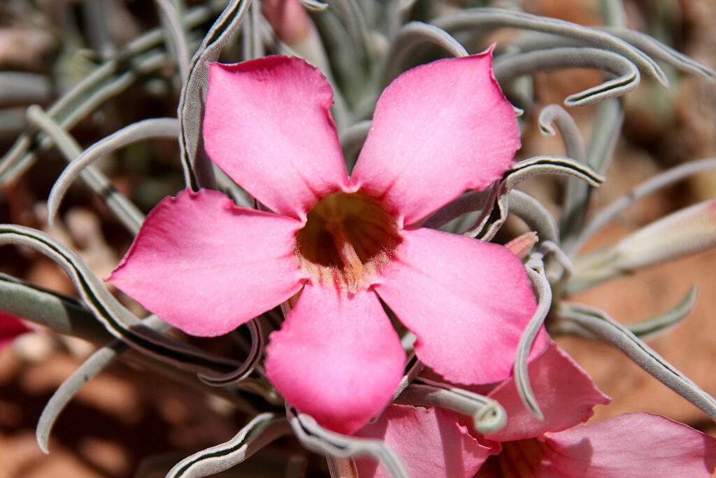 Das Bild zeigt eine Nahaufnahme einer Blüte der Pflanze Adenium oleifolium. Die Blüte hat fünf zarte, rosa Blütenblätter, die leicht gewellt sind. In der Mitte der Blüte befindet sich eine tiefere, trichterförmige Öffnung, die von einem intensiveren Rosa umrandet ist. Die Blätter der Pflanze, die teilweise sichtbar sind, haben eine graugrüne Farbe und eine längliche, leicht gebogene Form.