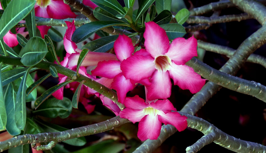 Adenium obesum Das Bild zeigt erneut die Pflanze Adenium obesum (Wüstenrose). Die Blüten haben eine leuchtend rosa bis pinke Farbe mit einem weißen Zentrum und gelben Akzenten. Die Blätter sind dunkelgrün, glänzend und lanzettlich geformt. Die Pflanze hat einen dicken, verzweigten Stamm, der leicht verholzt aussieht. Die Blüten und Blätter sind in einem dichten Wuchs angeordnet, was der Pflanze ein buschiges Aussehen verleiht.