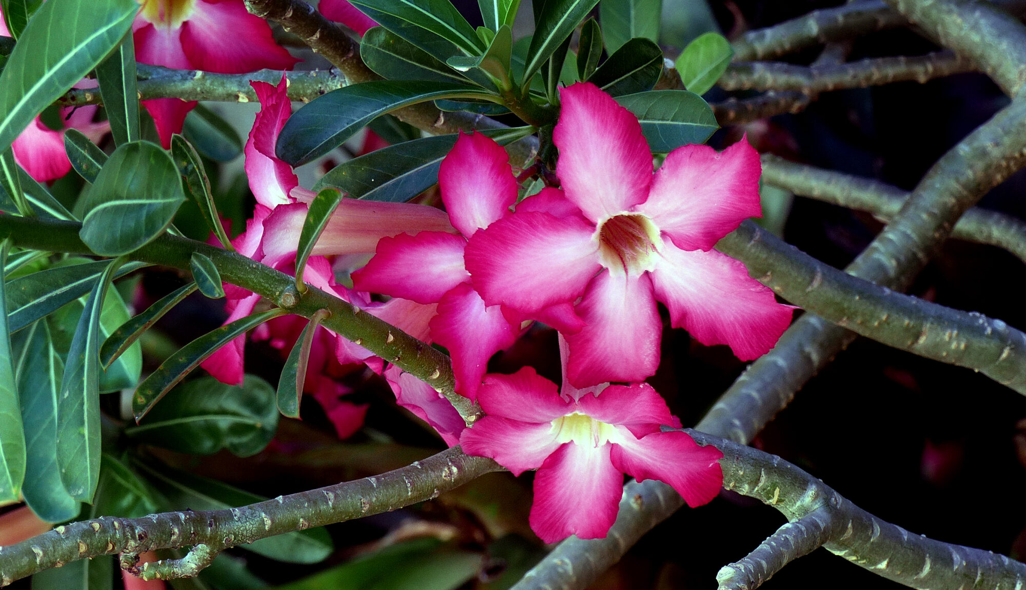 Adenium obesum | Merkmale, Pflege & Vermehrung