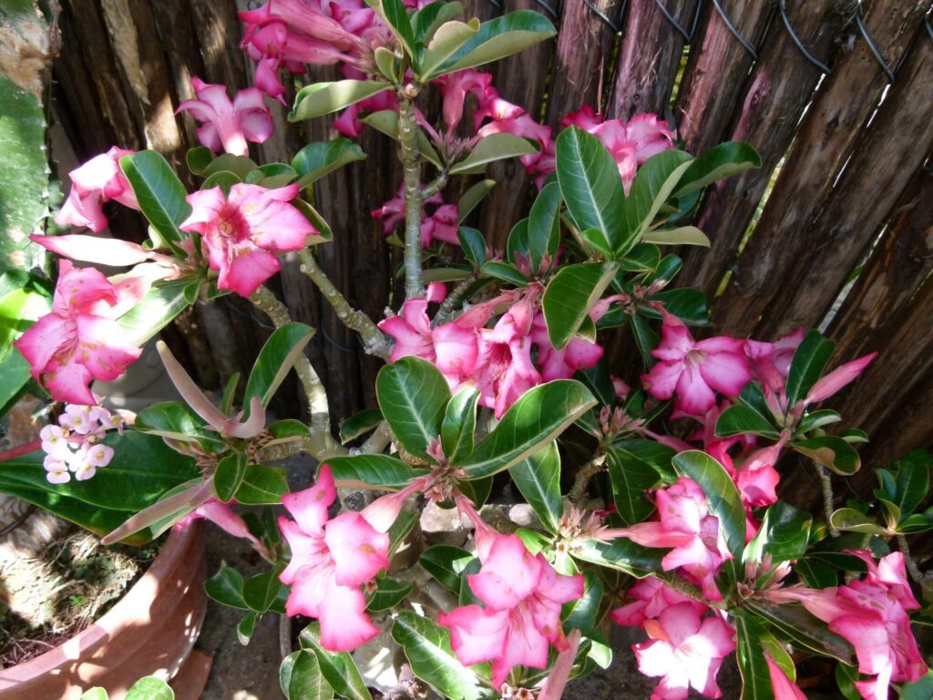 Adenium obesum Das Bild zeigt eine Adenium obesum (Wüstenrose), die reichlich blüht. Die Blüten haben eine intensive rosa bis pinke Farbe mit helleren Zentren. Die Blätter sind dunkelgrün, glänzend und oval bis lanzettlich geformt. Die Pflanze hat einen verdickten, sukkulenten Stamm, der mehrere Zweige bildet. Die Umgebung zeigt, dass die Pflanze in einem Topf kultiviert wird und im Freien steht, vermutlich in einem Garten oder einer geschützten Ecke. Im Hintergrund ist ein Holzzaun sichtbar