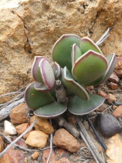 Das Bild zeigt eine Adromischus caryophyllaceus. Die Pflanze hat dicke, fleischige Blätter, die in einer Rosette angeordnet sind. Die Blätter sind grün mit einer rötlichen Tönung an den Rändern, was typisch für einige Adromischus-Arten ist. Diese Sukkulente wächst in einem felsigen, trockenen Umfeld