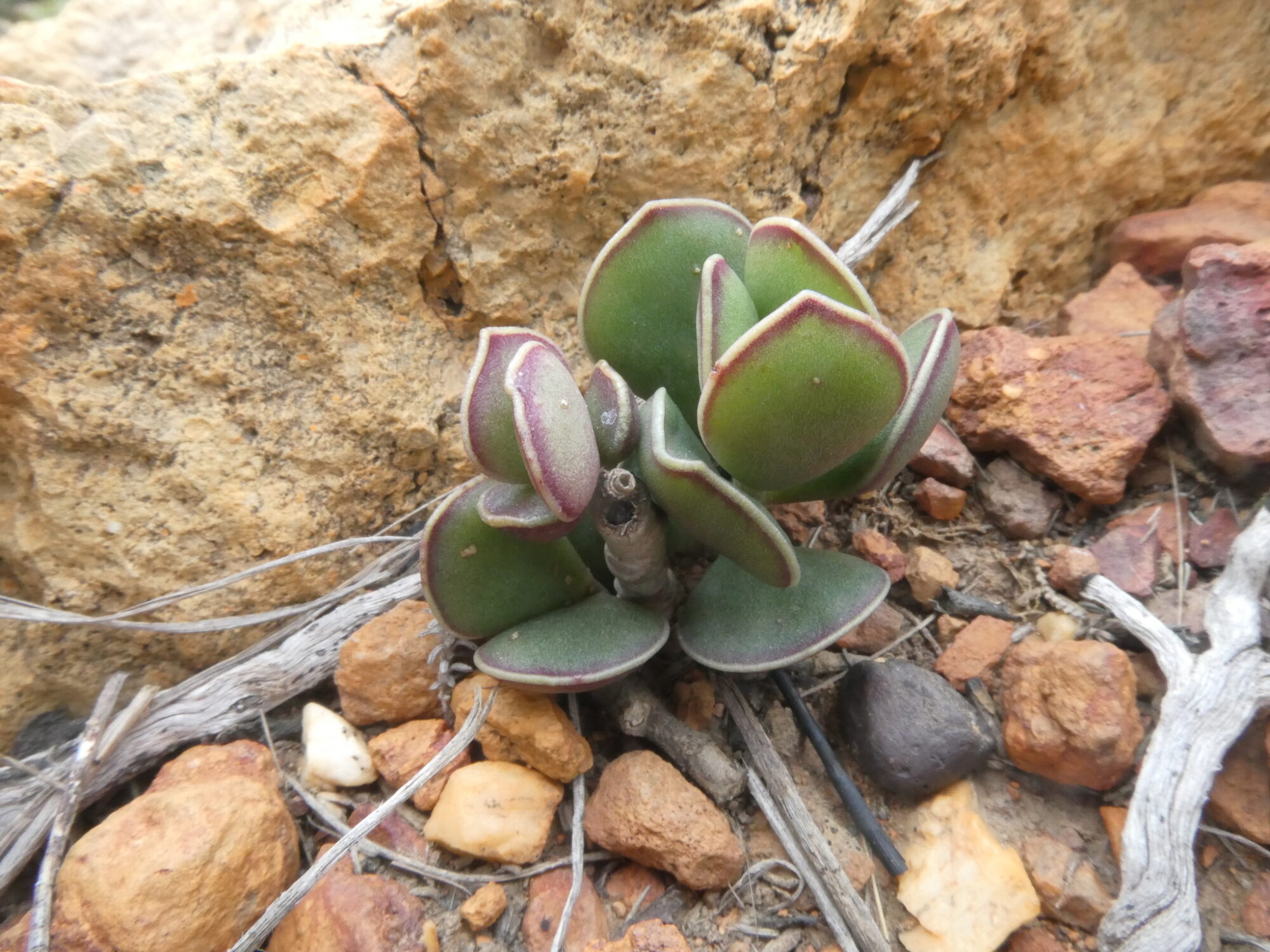 Das Bild zeigt eine Adromischus caryophyllaceus. Die Pflanze hat dicke, fleischige Blätter, die in einer Rosette angeordnet sind. Die Blätter sind grün mit einer rötlichen Tönung an den Rändern, was typisch für einige Adromischus-Arten ist. Diese Sukkulente wächst in einem felsigen, trockenen Umfeld