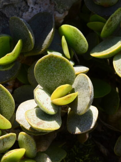 Das Bild zeigt eine Adromischus hemisphaericus. Die Pflanze hat dicke, runde bis ovale Blätter, die sich dicht aneinander drängen. Die Blätter sind grün mit einem leicht bläulichen oder grauen Schimmer und einigen rötlichen Flecken, die typisch für diese Art sind. Die Pflanze wächst auf einem felsigen Untergrund