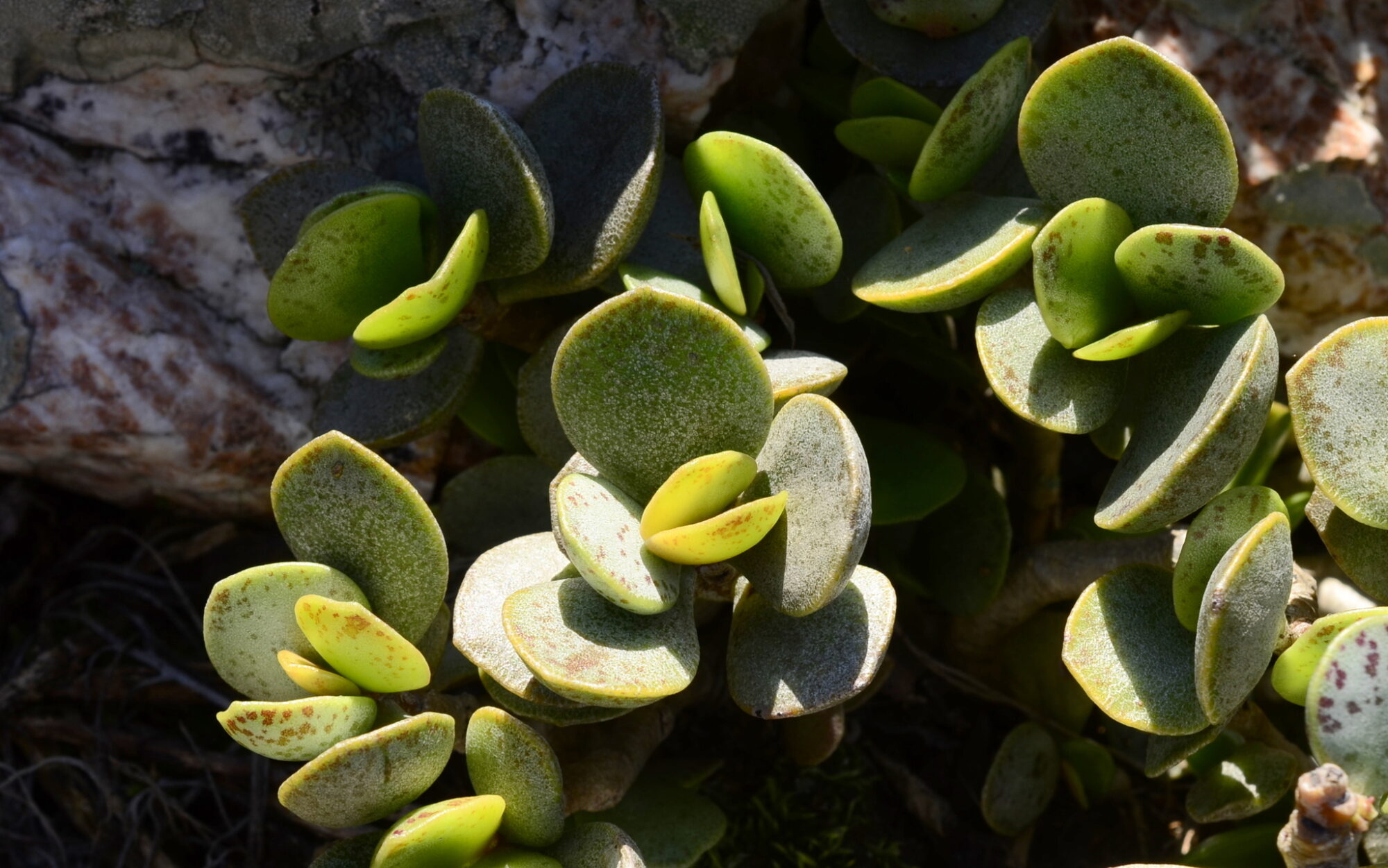 Das Bild zeigt eine Adromischus hemisphaericus. Die Pflanze hat dicke, runde bis ovale Blätter, die sich dicht aneinander drängen. Die Blätter sind grün mit einem leicht bläulichen oder grauen Schimmer und einigen rötlichen Flecken, die typisch für diese Art sind. Die Pflanze wächst auf einem felsigen Untergrund