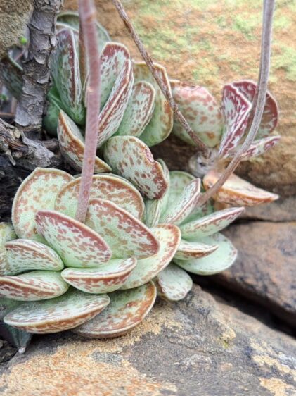Das Bild zeigt eine Adromischus trigynus. Die Pflanze zeichnet sich durch ihre fleischigen, ovalen Blätter aus, die eine graugrüne Färbung mit rötlich-braunen Flecken haben. Die Blätter sind dicht gedrängt und wachsen in Rosettenform, typisch für diese Gattung. Die Pflanze wächst in einem felsigen Umfeld