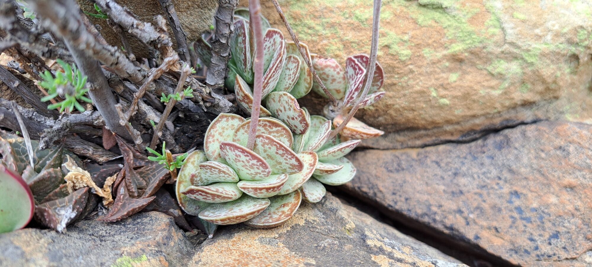 Adromischus trigynus Das Bild zeigt eine Adromischus trigynus. Die Pflanze zeichnet sich durch ihre fleischigen, ovalen Blätter aus, die eine graugrüne Färbung mit rötlich-braunen Flecken haben. Die Blätter sind dicht gedrängt und wachsen in Rosettenform, typisch für diese Gattung. Die Pflanze wächst in einem felsigen Umfeld
