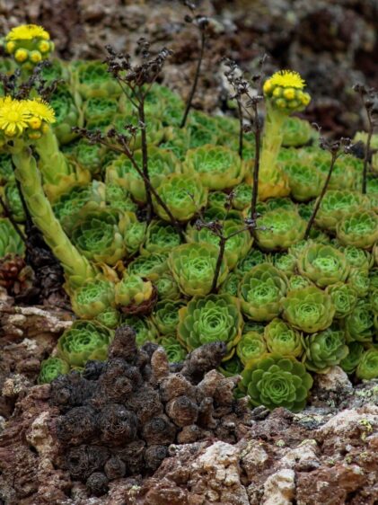 Das Bild zeigt eine Pflanze der Art Aeonium aizoon, die in einem felsigen Habitat wächst. Die Pflanze bildet dichte Rosetten aus fleischigen, grünen Blättern. Einige Blütenstiele ragen aus den Rosetten heraus und tragen gelbe, doldenartige Blüten. Die Pflanze wächst in einem rauen, steinigen Umfeld