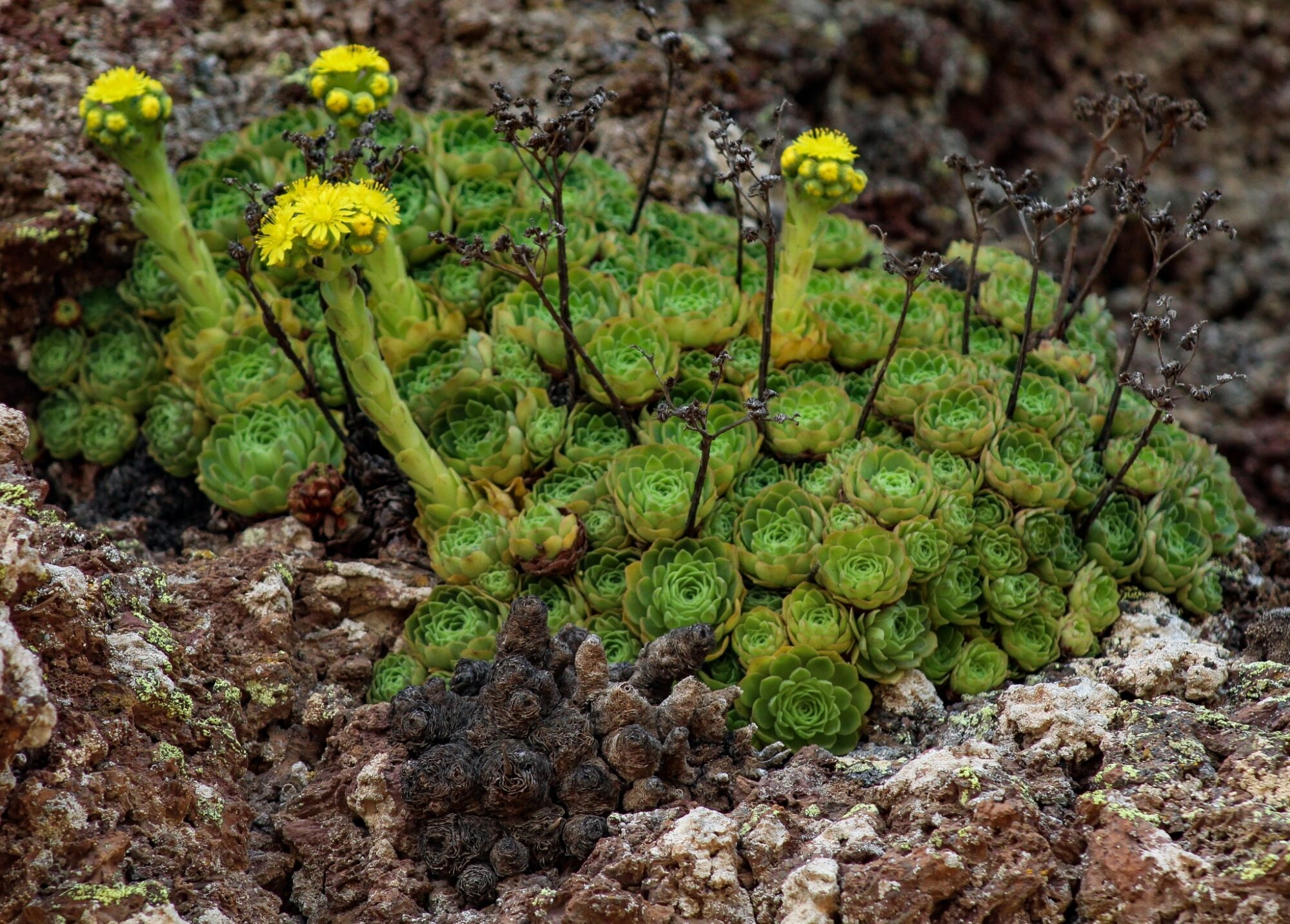 Aeonium aizoon Das Bild zeigt eine Pflanze der Art Aeonium aizoon, die in einem felsigen Habitat wächst. Die Pflanze bildet dichte Rosetten aus fleischigen, grünen Blättern. Einige Blütenstiele ragen aus den Rosetten heraus und tragen gelbe, doldenartige Blüten. Die Pflanze wächst in einem rauen, steinigen Umfeld