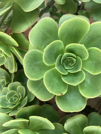 Das Bild zeigt eine Pflanze der Art Aeonium balsamiferum, eine Sukkulente, die durch ihre großen, fleischigen, grünen Blätter in rosettenartigen Anordnungen auffällt. Diese Pflanze hat glatte Blätter mit leicht gezackten Rändern. Die Rosetten wachsen in dichten Gruppen