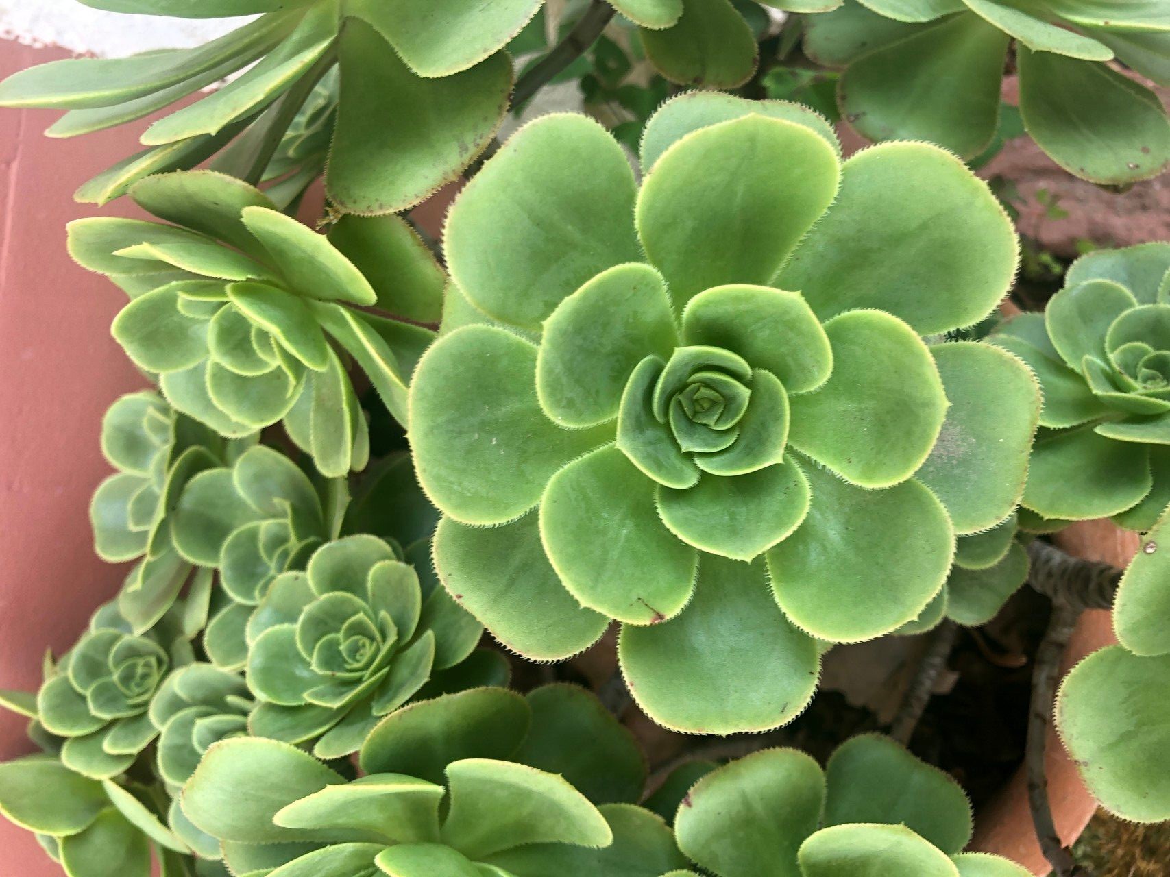 Das Bild zeigt eine Pflanze der Art Aeonium balsamiferum, eine Sukkulente, die durch ihre großen, fleischigen, grünen Blätter in rosettenartigen Anordnungen auffällt. Diese Pflanze hat glatte Blätter mit leicht gezackten Rändern. Die Rosetten wachsen in dichten Gruppen