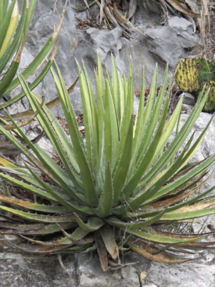 Das Bild zeigt eine Agave albomarginata-Pflanze in einer felsigen Umgebung. Die Pflanze hat lange, spitze, grüne Blätter mit weißen Rändern und spitzen Dornen an den Blattspitzen. Die Blätter sind symmetrisch angeordnet und bilden eine rosettenartige Struktur. Einige der unteren Blätter sind trocken und braun, was typisch für ältere Blätter ist. Neben der Agave ist eine Opuntia-Kaktuspflanze zu sehen. Die Umgebung ist felsig, mit steinigen Oberflächen und spärlicher Vegetation