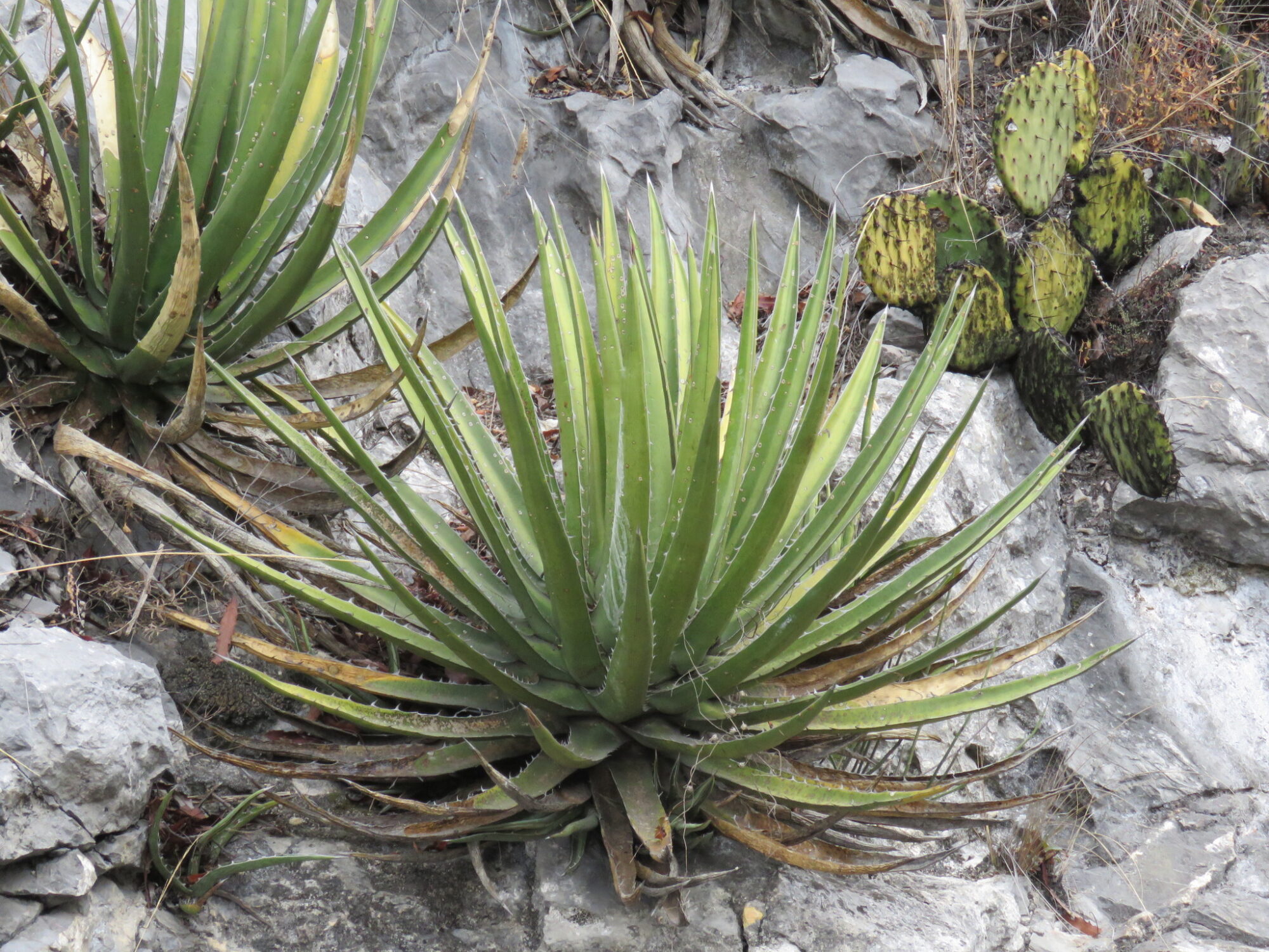 Das Bild zeigt eine Agave albomarginata-Pflanze in einer felsigen Umgebung. Die Pflanze hat lange, spitze, grüne Blätter mit weißen Rändern und spitzen Dornen an den Blattspitzen. Die Blätter sind symmetrisch angeordnet und bilden eine rosettenartige Struktur. Einige der unteren Blätter sind trocken und braun, was typisch für ältere Blätter ist. Neben der Agave ist eine Opuntia-Kaktuspflanze zu sehen. Die Umgebung ist felsig, mit steinigen Oberflächen und spärlicher Vegetation