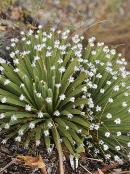 Das Bild zeigt eine Agave albopilosa-Pflanze in ihrer natürlichen Umgebung. Die Pflanze hat lange, schmale, grüne Blätter, die in einer dichten Rosettenform angeordnet sind. An den Spitzen der Blätter sind weiße, haarartige Strukturen zu sehen, die der Pflanze ein einzigartiges Aussehen verleihen und ihr den Namen "albopilosa" (weiße Haare) geben. Die Pflanze wächst in einer felsigen Umgebung, umgeben von trockenem Boden und spärlicher Vegetation. Im Hintergrund ist ein kleiner Kaktus zu sehen.
